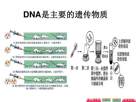 主要的